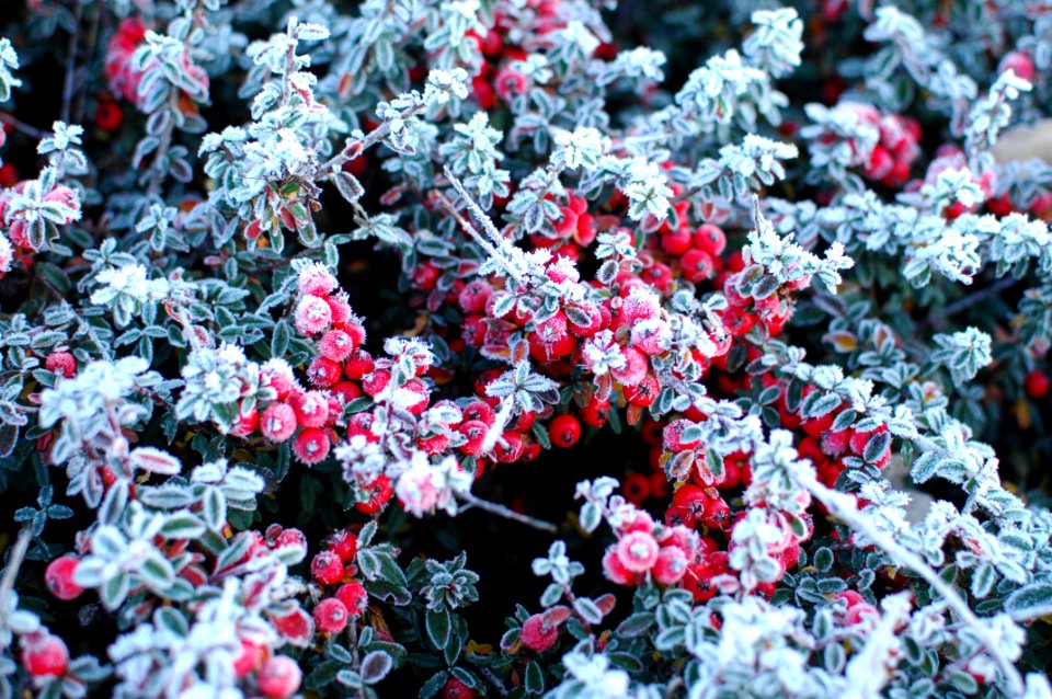 Stafford, United kingdom, Cold