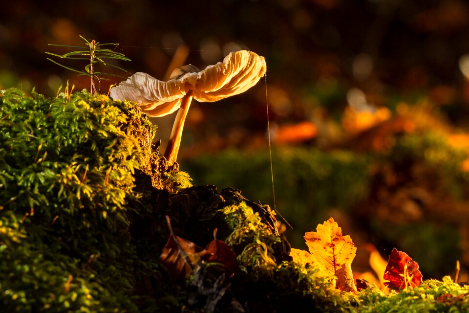 Mushroom moss tree fungus