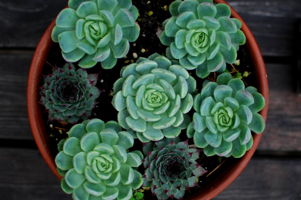 Dorchester, United kingdom, Plants