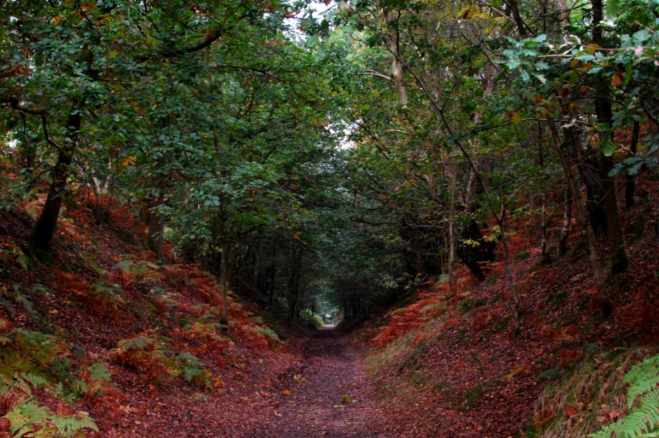 Cannock chase, Cannock, United kingdom