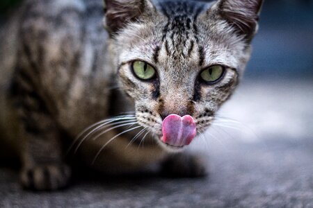 Close-up domestic animal feline photo