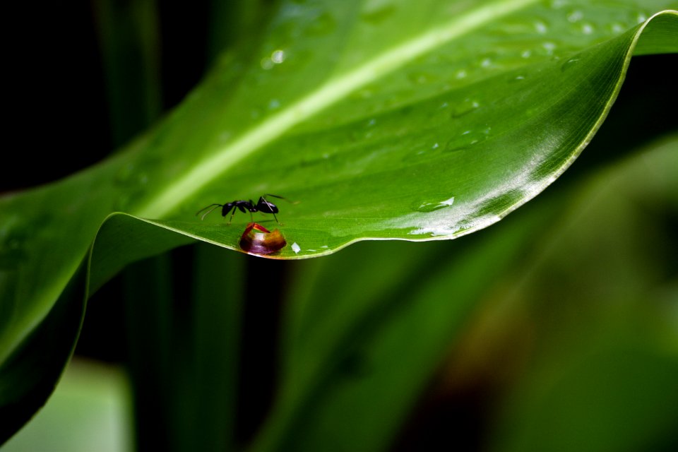 Nashik, India, Nature