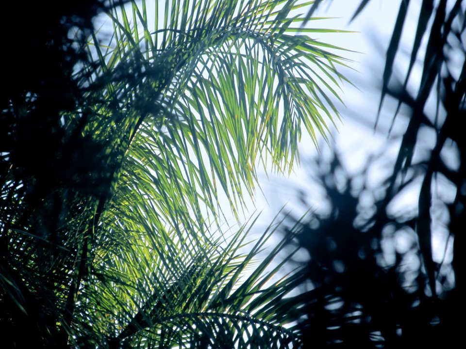 Plant, Tree, Palm tree