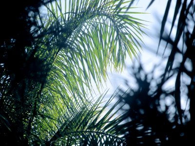Plant, Tree, Palm tree