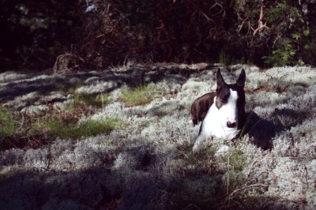 Moss, Forest, Dog