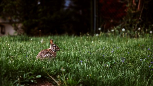 selective photography of rabbit photo
