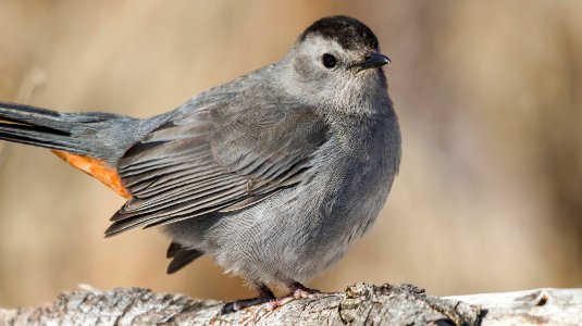 Bird, Highl, park photo