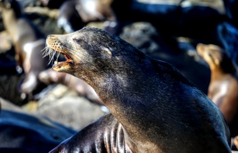 brown seal