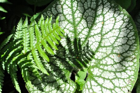 Silver plant brunnera vergissmeinnicht
