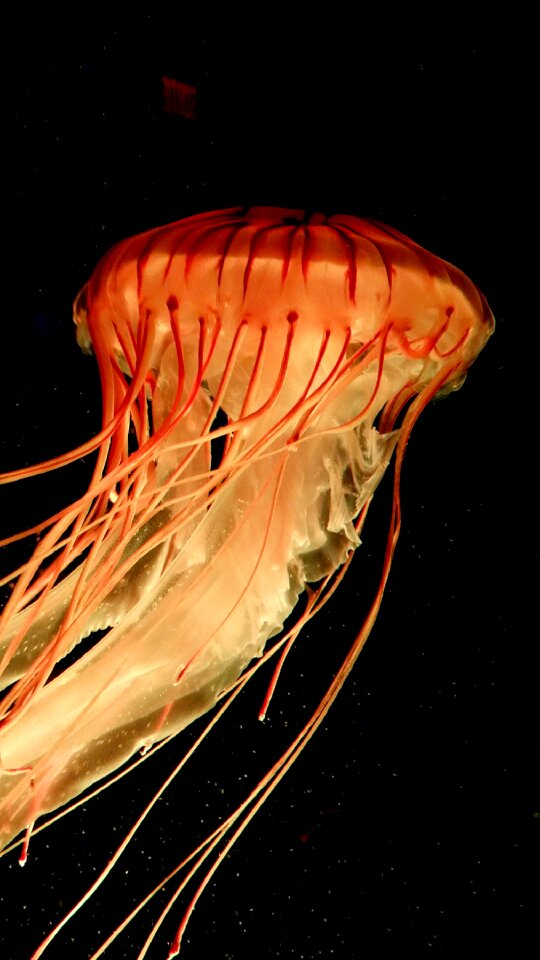 Sting animal ocean