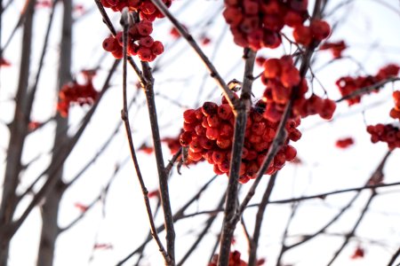Blossom, Winter, Russia