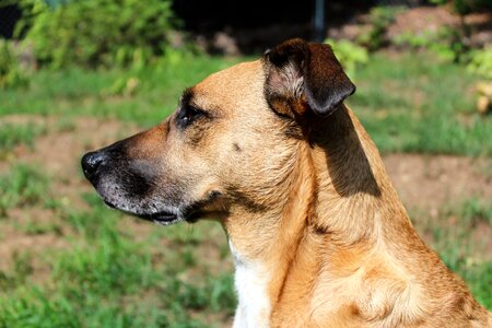 Pretty rescue dog shelter dog