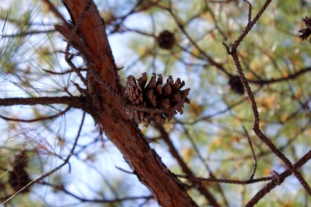 brown pine cone on brown tree branch photo