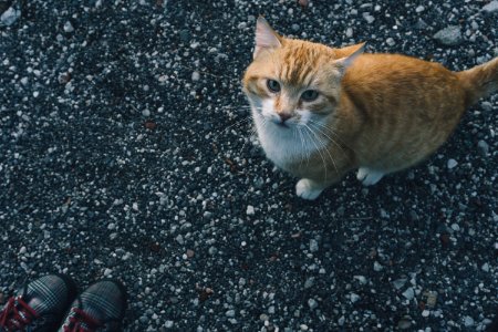 orange and white cat