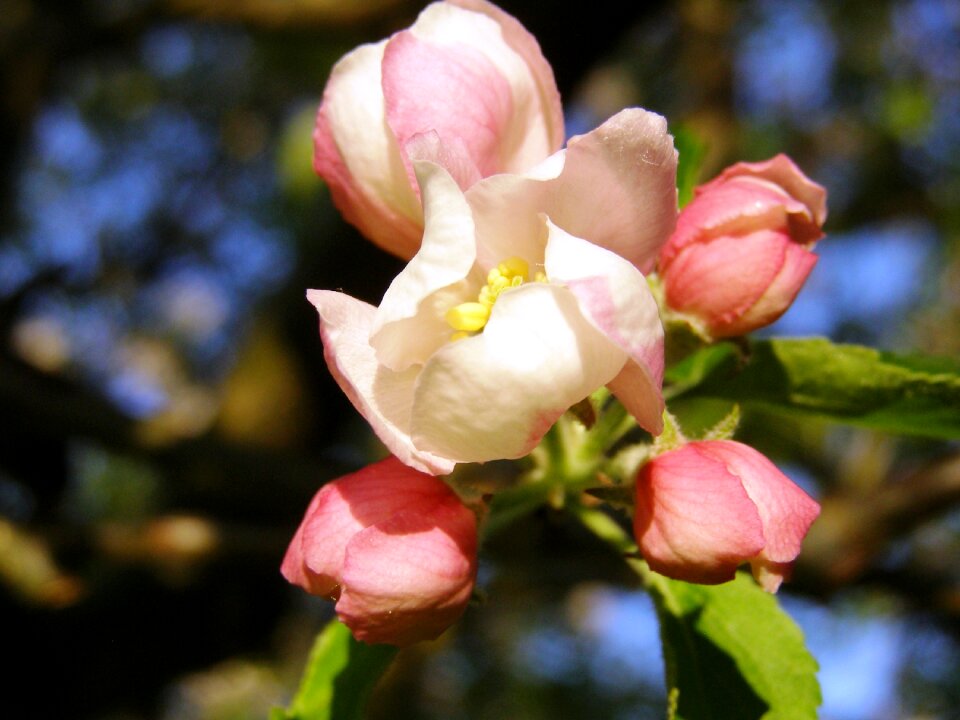 Apple tree bloom apple tree blossom