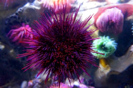 New engl,  aquarium, Boston
