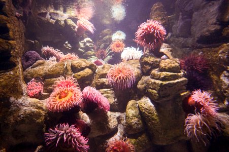 Aquarium, New engl, Boston