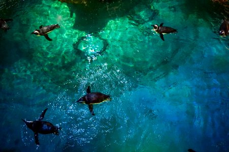 Boston, United states, Aquarium