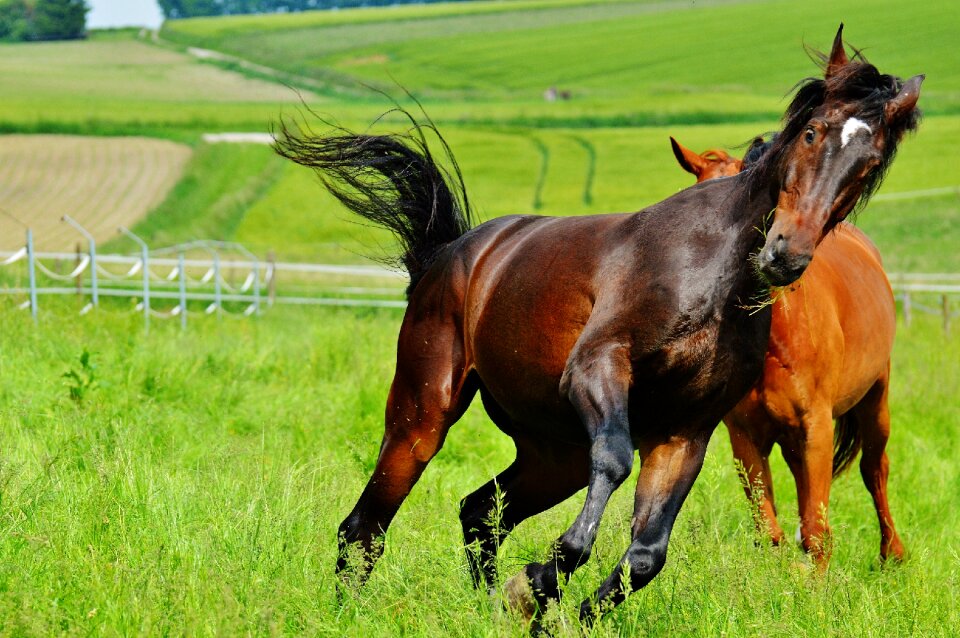 Stallion eat paddock