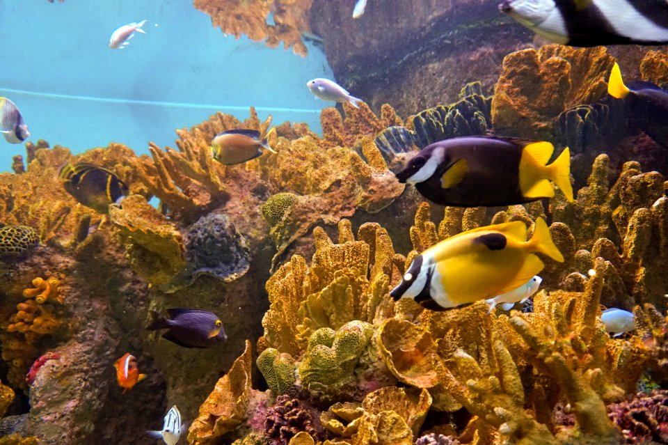 New engl,  aquarium, Boston