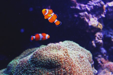Animal, Reef, Clown fish