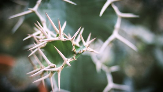 Saltillo, Mexico, Euphorbia