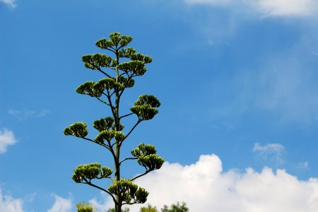 Mexico, Saltillo, Agave