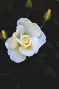 Crabtree, Canada, Soft