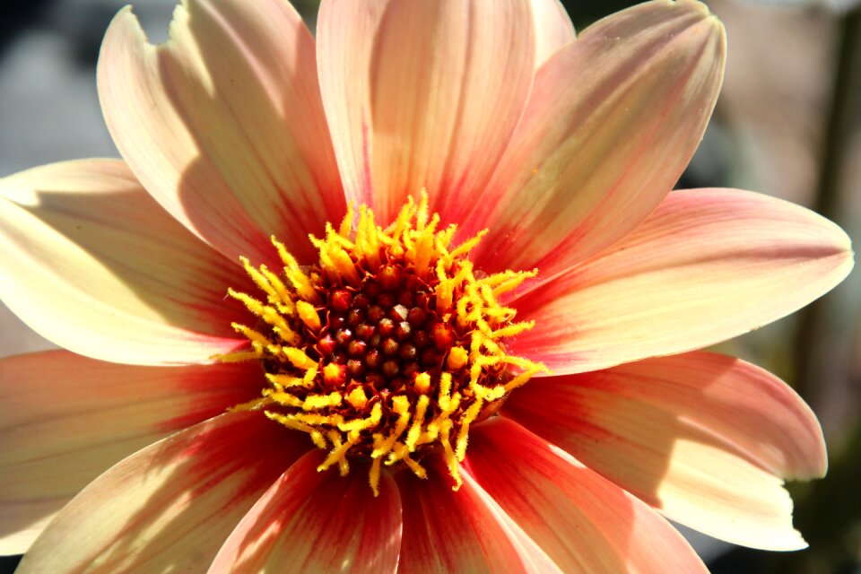 Yellow yellow flower orange photo