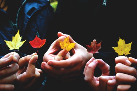 person's holding leaves during daytime photo