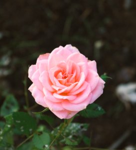 pink carnation flower