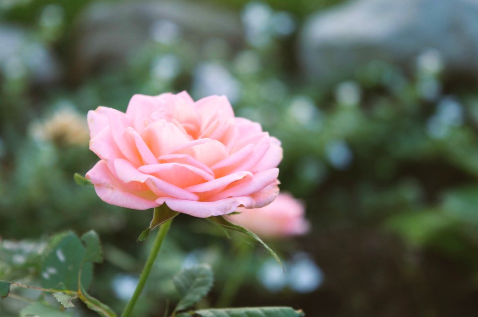 Saintliguori, Canada, Floral
