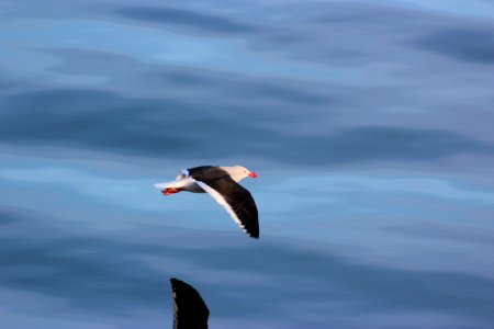 Ushuaia, Argentina, Pura