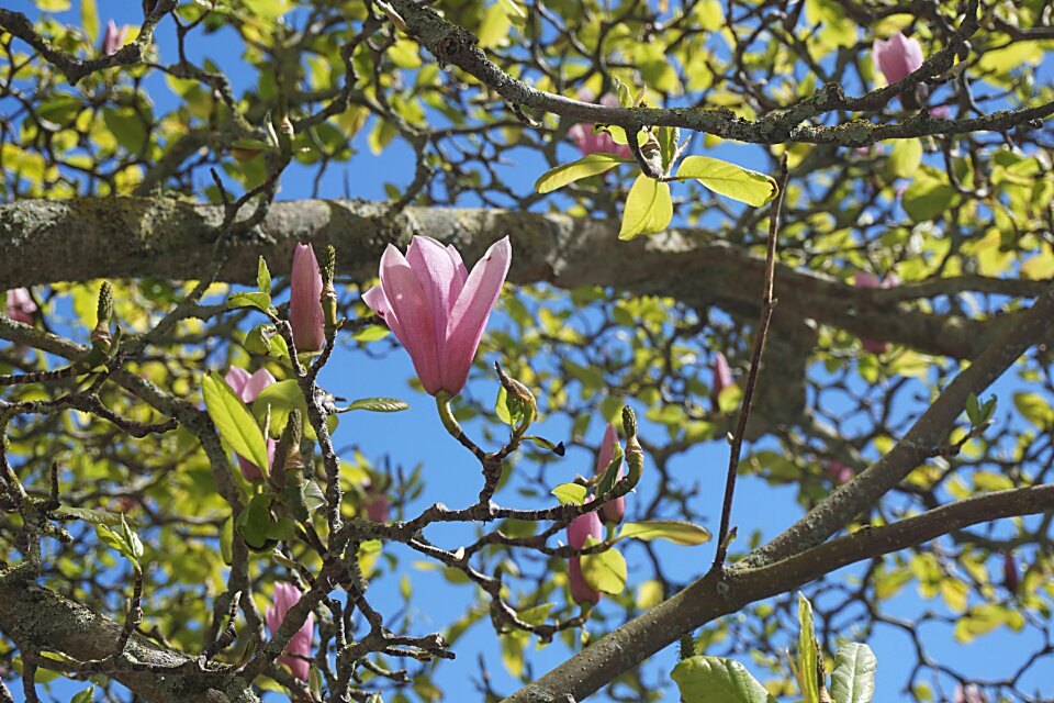 Nature garden flowering