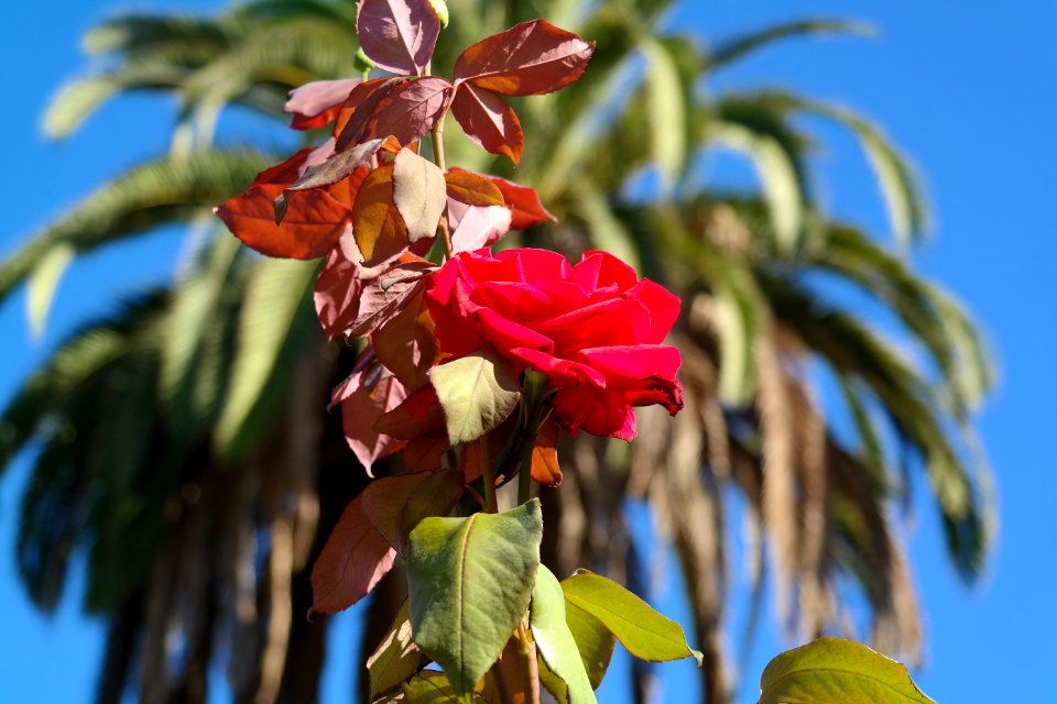 Coronado, Coronado isl, United states