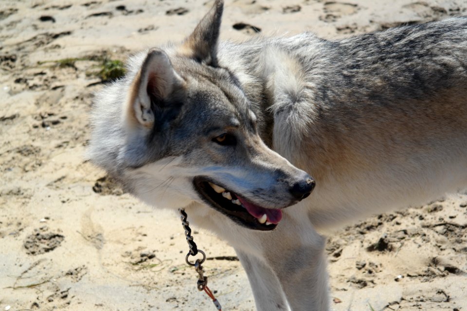 San diego, United states, Mammal