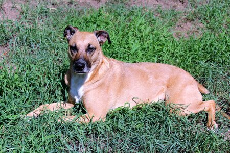 Relaxation relaxing shelter dog