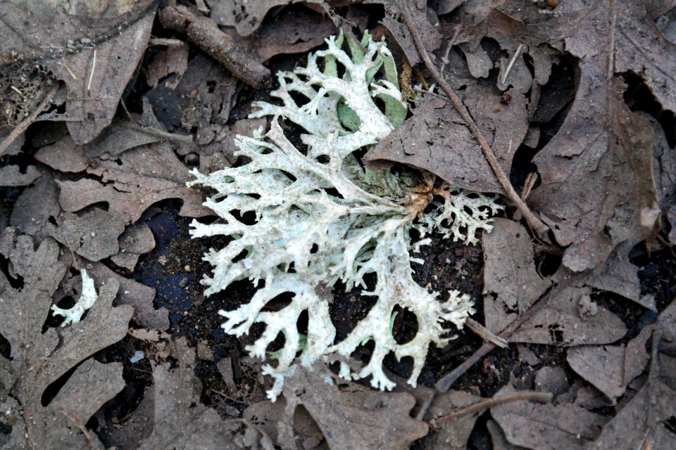Grass valley, United states, Nature
