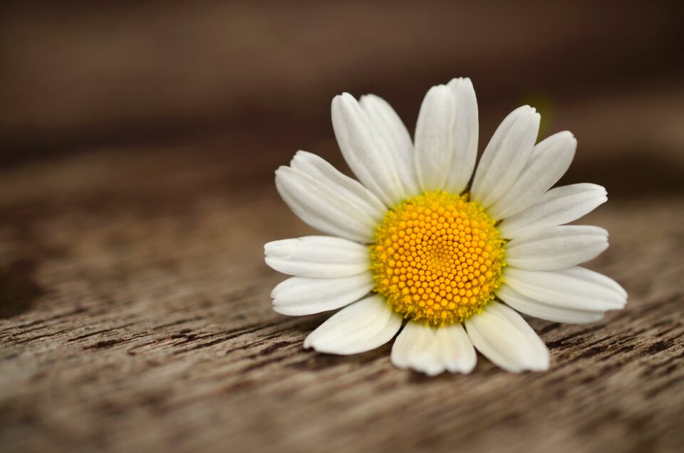 White bee pollen flower