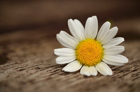 White bee pollen flower