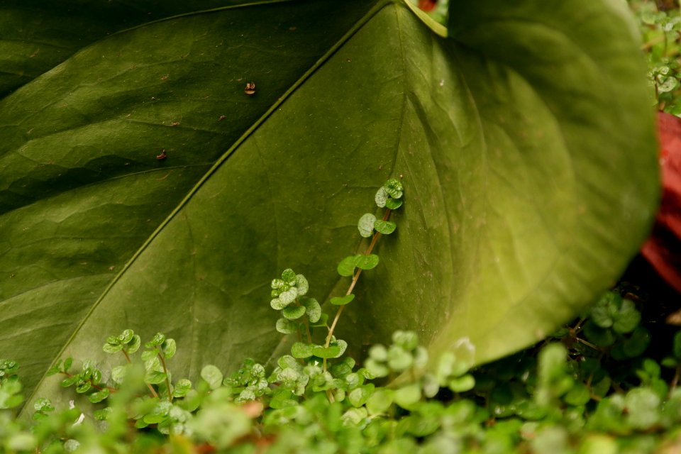 Gold river, United states, Vegetation
