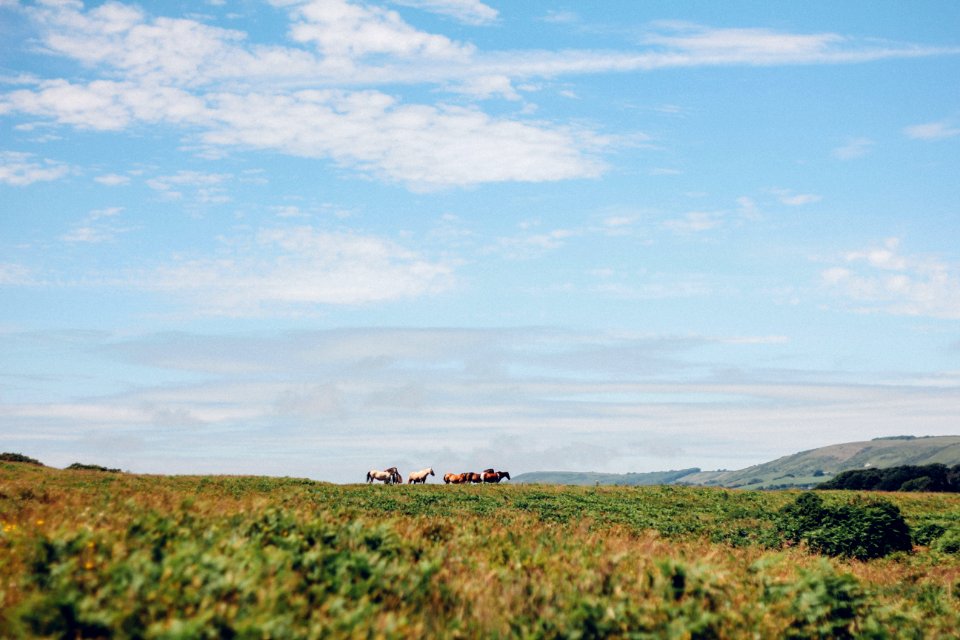 brown and white horses standing on grass field during day time photo