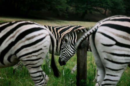 zebras on green grassland during daytime photo