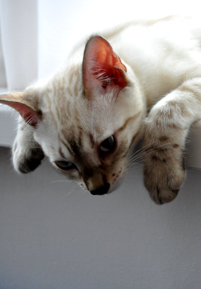 London, United kingdom, Cat
