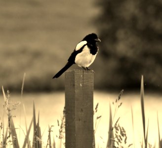 Townhill country park, Townhill, United kingdom