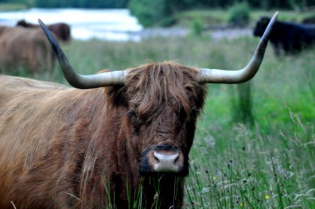 brown yak on grass photo
