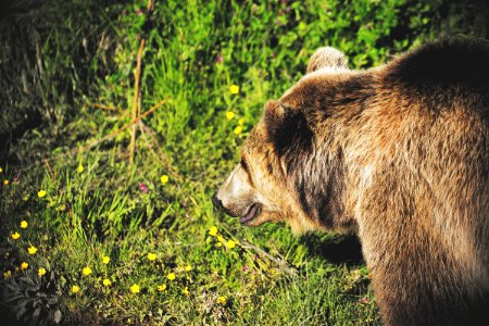 Bern, Bear pit, Switzerl photo