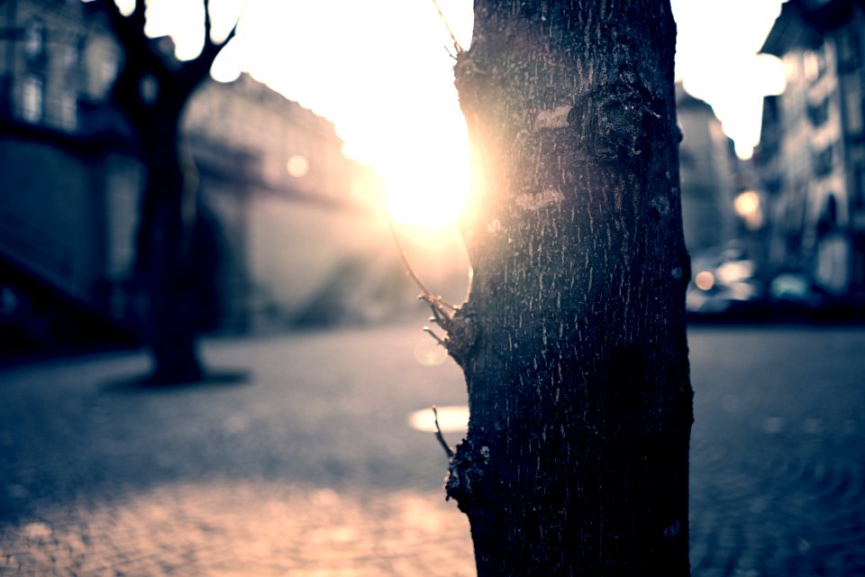selective focus photography of tree trunk