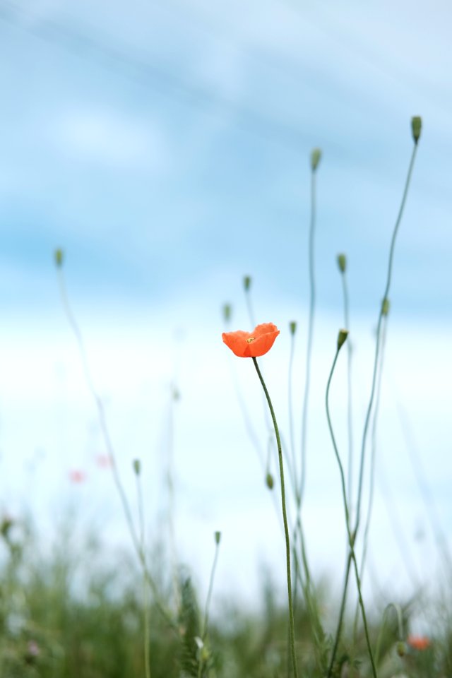 selective photo of petaled flower