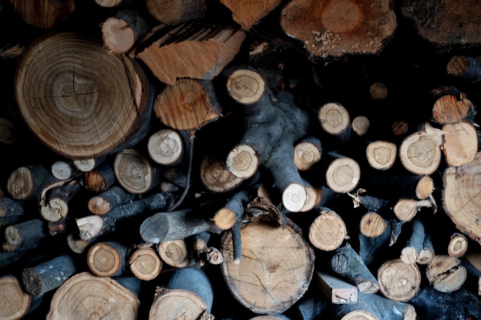 Dead, Nature, Wood